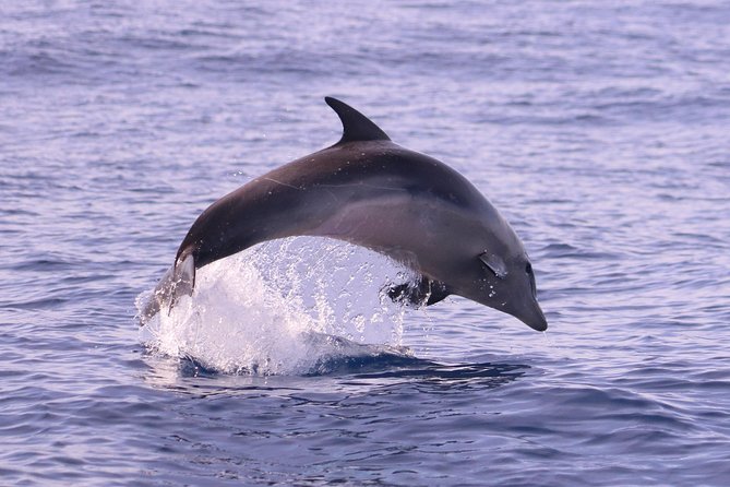 Whale and Dolphin Watching in Calheta, Madeira Island - Price and value: what $72.56 buys you