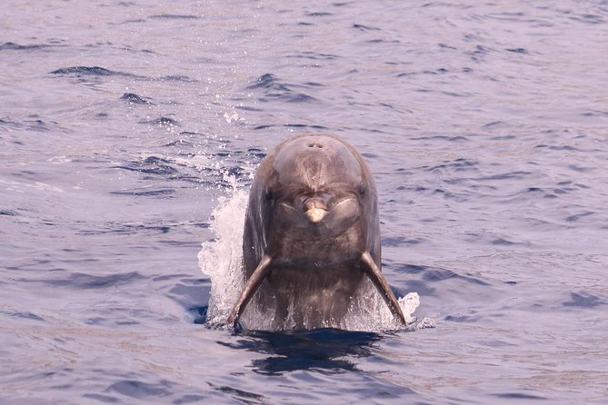 Whale and Dolphin Watching in Calheta, Madeira Island - Practical planning tips that actually help