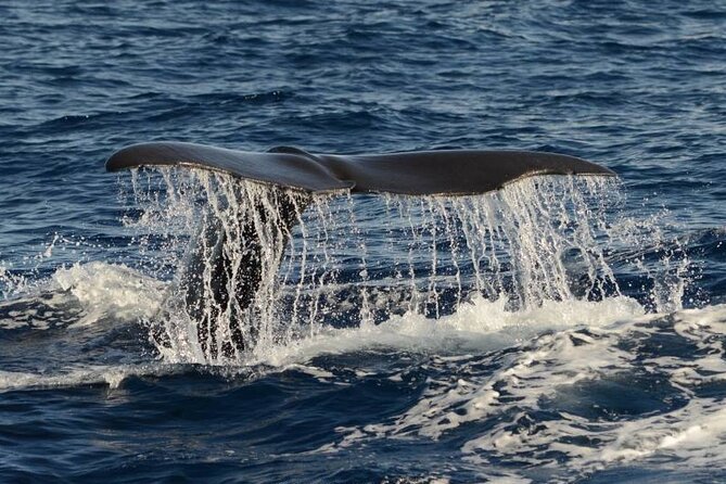 Whale and Dolphin Watching in Pico Island - Half Day - Whale And Dolphin Watching In Pico: Why This Half-Day Works