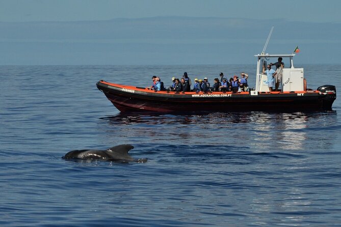 Whale and Dolphin Watching in Pico Island - Half Day - Price And Value: What You Pay For, And What You Avoid
