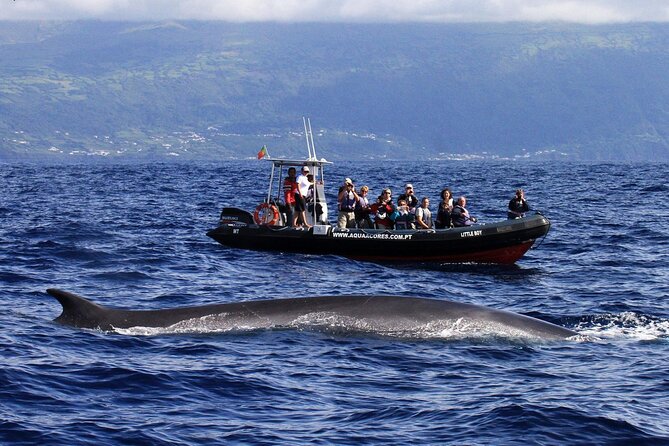 Whale and Dolphin Watching in Pico Island - Half Day - Guides, Ethics, And The Reality Of Boat Chasing