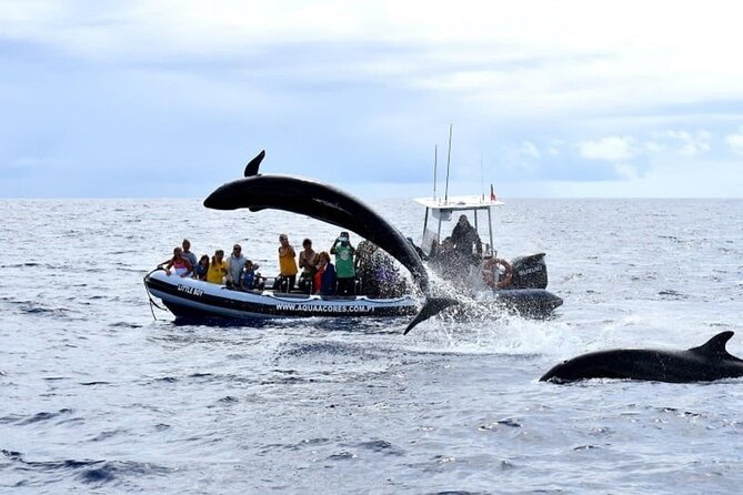 Whale and Dolphin Watching in Pico Island - Half Day - Who This Pico Cruise Is For (And Who Might Want A Different Option)