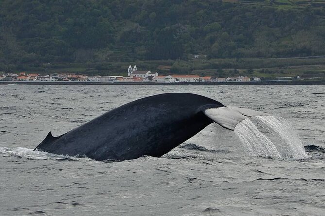 Whale and Dolphin Watching in Pico Island - Half Day - The 2.5-Hour Boat Tour: How the Hunt Feels In Real Life