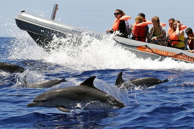 Whale and Dolphin Watching Tour from Funchal - Key things that make this tour worth a look
