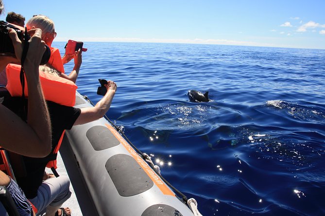 Whale and Dolphin Watching Tour from Funchal - How the Rota dos Cetáceos search really works