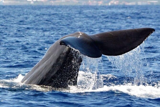 Whale and Dolphin Watching Tour from Funchal - Meeting point in São Martinho: easy start, same finish