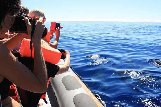 Whale and Dolphin Watching Tour from Funchal - Wildlife watching in Madeira: dolphins, pilot whales, and turtles
