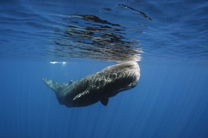 Whale and Dolphin Watching Tour from Funchal - Snorkelling and swimming with dolphins: what to count on