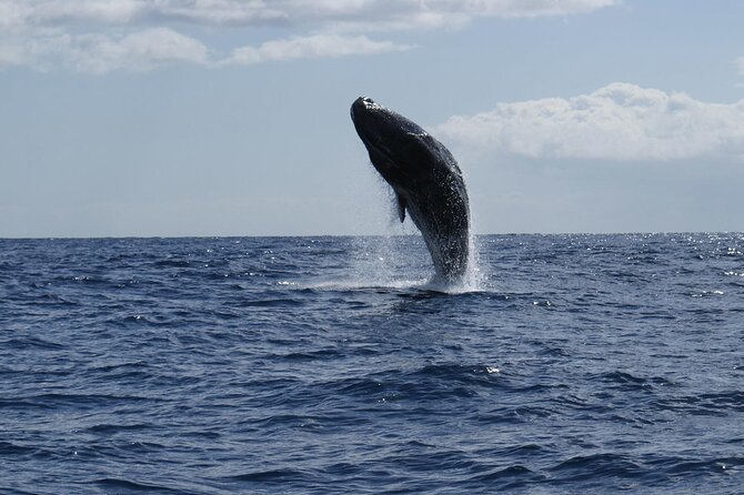 Whale and Dolphin Watching Tour from Funchal - Boat comfort and motion: plan like you’re on the Atlantic