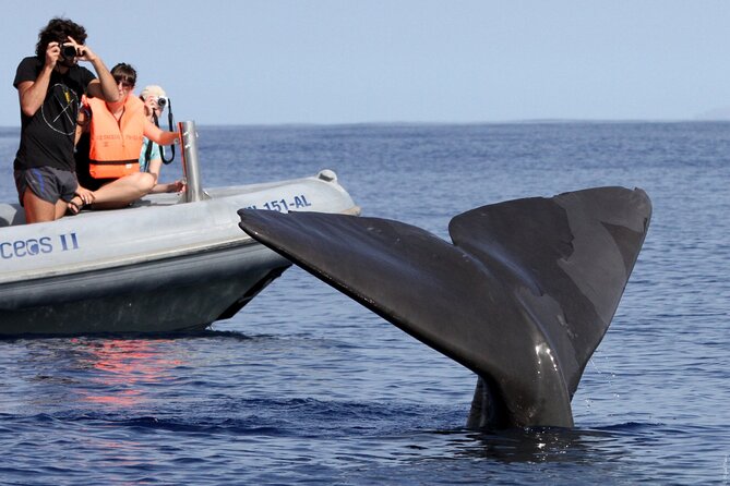 Whale and Dolphin Watching Tour from Funchal - Price and value: is $58.07 a good deal?
