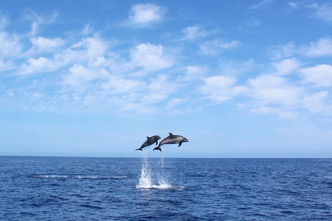 Whale and Dolphin Watching Tour in Madeira - Key Highlights You Should Actually Care About