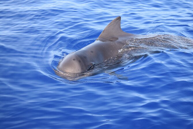 Whale and Dolphin Watching Tour in Madeira - H2: Swim and Snorkel Time in Clear South Coast Water