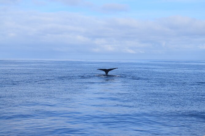 Whale and Dolphin Watching Tour in Madeira - H2: The Cruise Feel, Drinks on Return, and a Reset on Deck