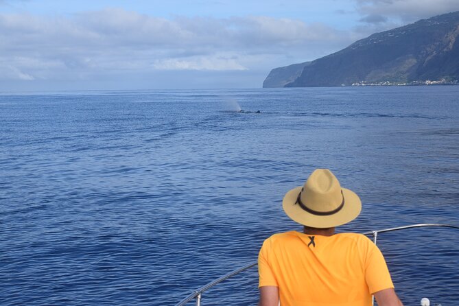 Whale and Dolphin Watching Tour in Madeira - H2: Price and Value Check for $83.44 per Person