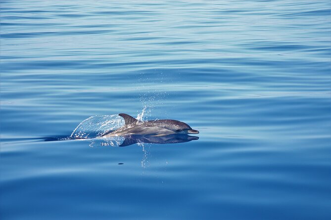 Whale and Dolphin Watching Tour in Madeira - H2: Meeting Point Timing at On Tales in Calheta