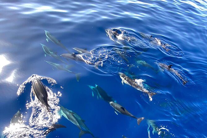 Whale & Dolphin Watching in Madeira - Whale and dolphin watching in Madeira’s Blue World, what this is really like