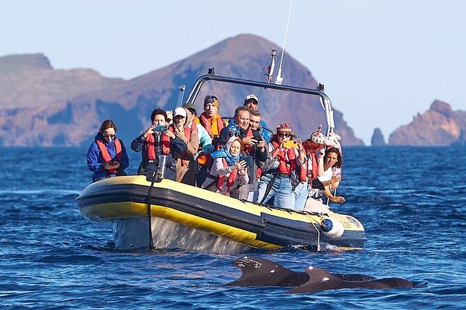 Whale & Dolphin Watching in Madeira - What makes the wildlife search feel fun instead of stressful
