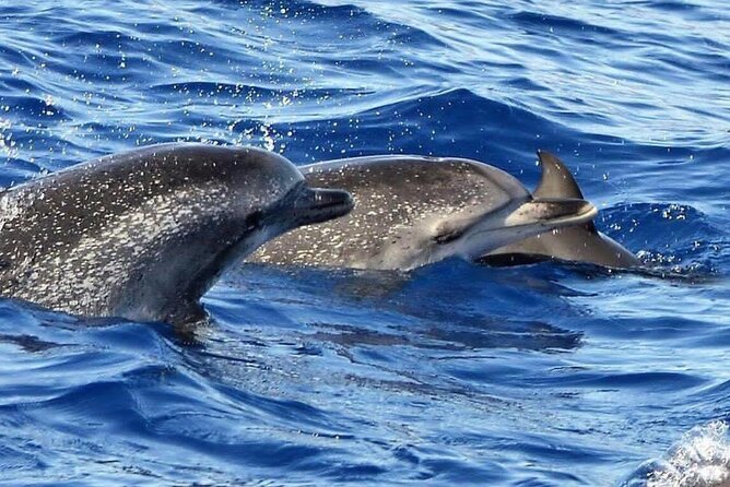 Whale & Dolphin Watching in Madeira - Boat comfort, group size, and getting the best viewing angles