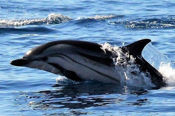 Whale & Dolphin Watching in Madeira - Price and value: is $59.89 a fair deal?
