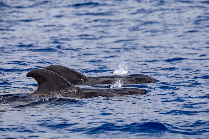 Whale & Dolphin Watching in Madeira - Who should book this whale and dolphin watching tour?