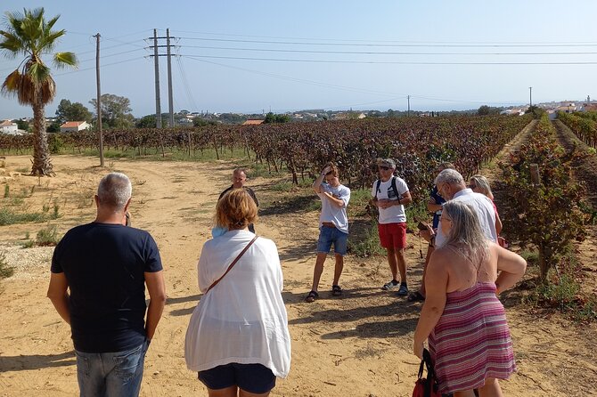 Wine Lovers: Winery Tour w/ Tasting & Tapas (Albufeira/Vilamoura) - The drive through Albufeira sets up the whole experience